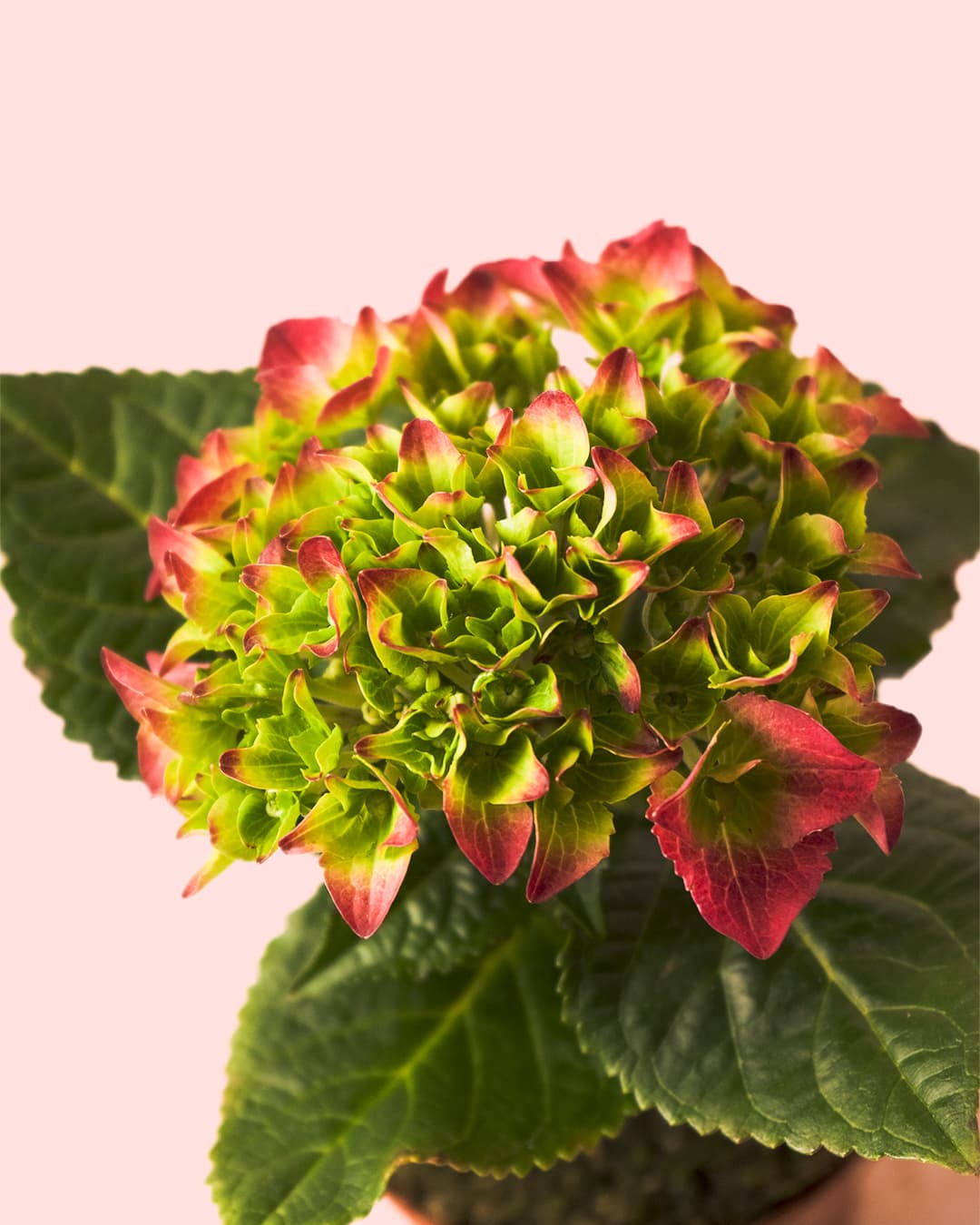 Hortensia Rosa Mini - Pur Plant