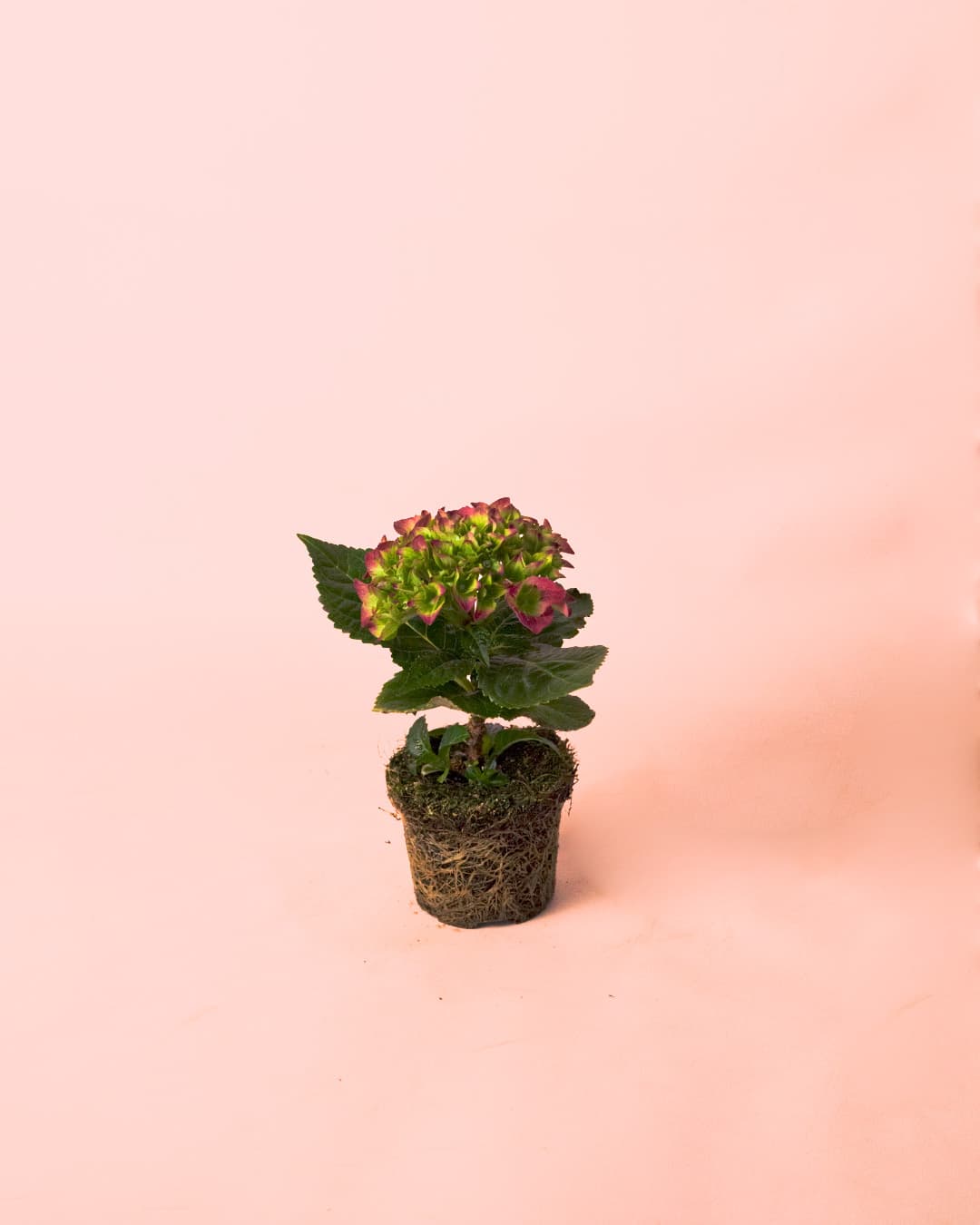 Hortensia Rosa Mini - Pur Plant