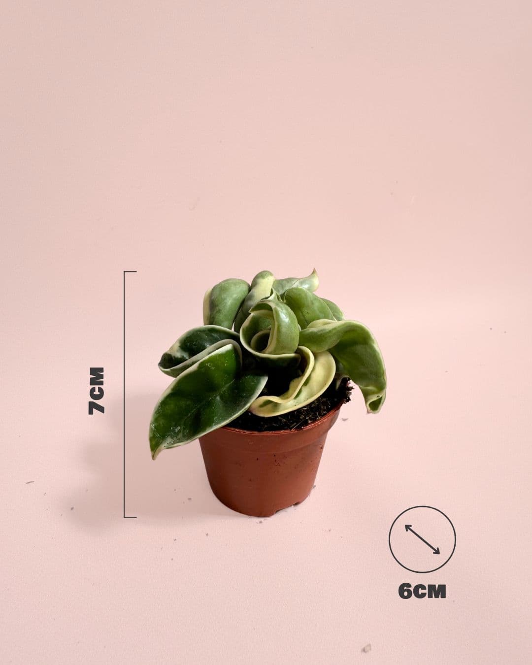 hoya carnosa compacta variegada medidas