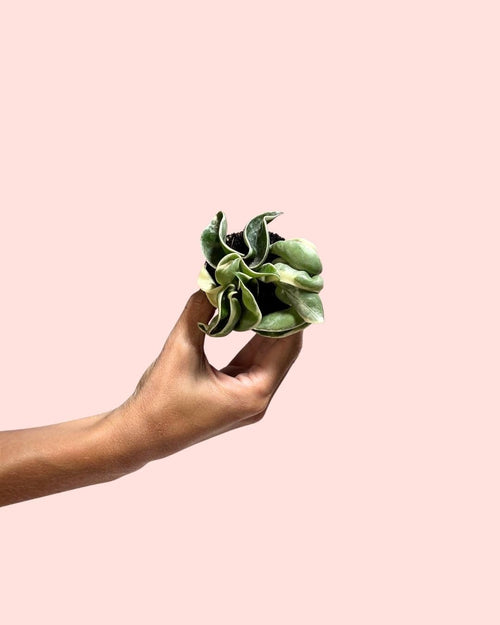 Hoya Carnosa Compacta Variegada Mini - Pur Plant