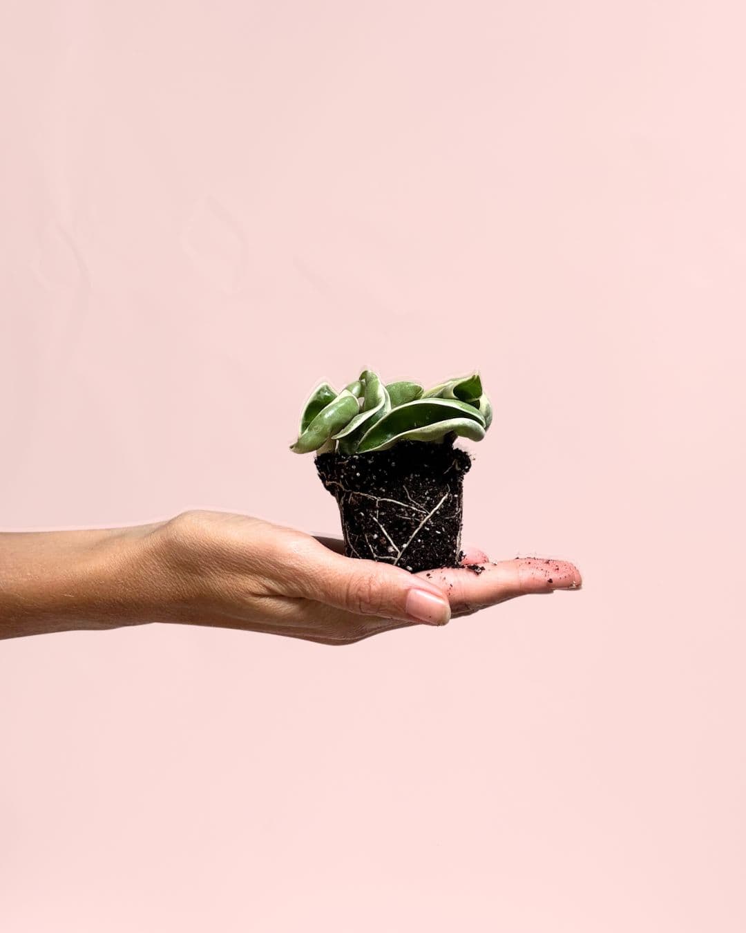 hoya carnosa compacta variegada planta