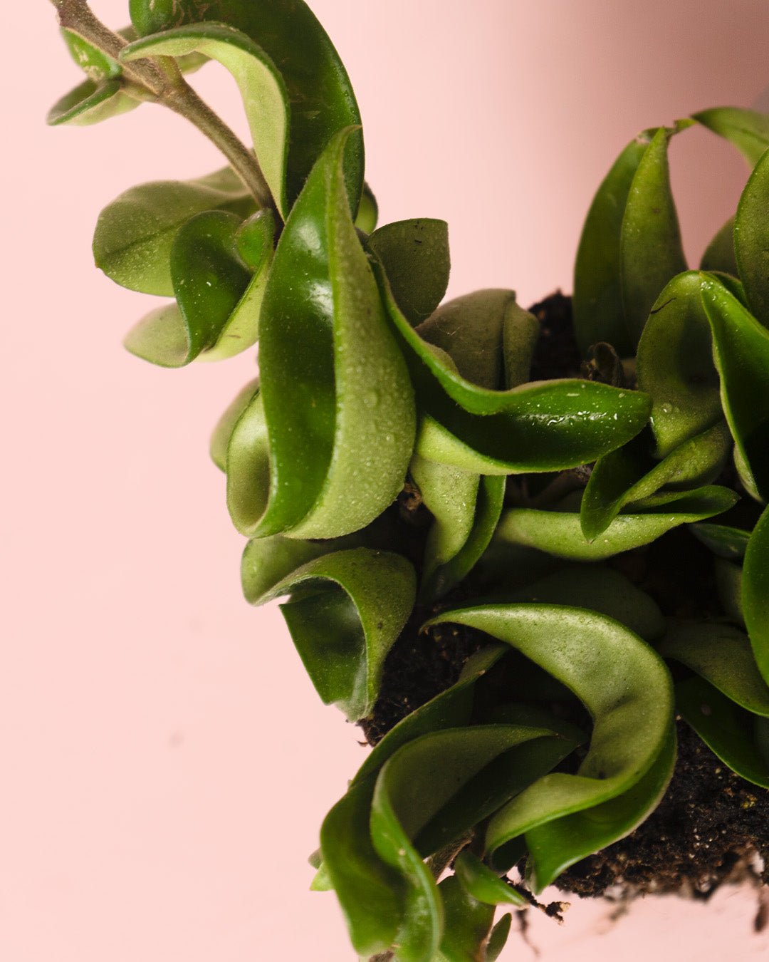 Hoya Carnosa Mini - Pur Plant