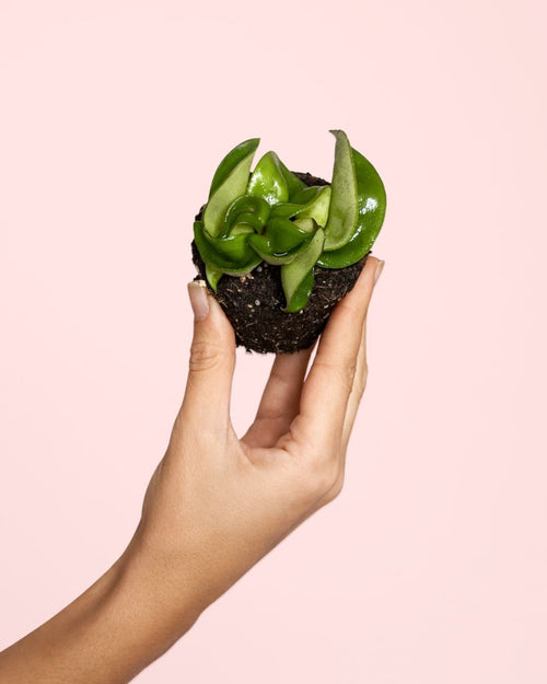 Hoya Carnosa Mini - Pur Plant