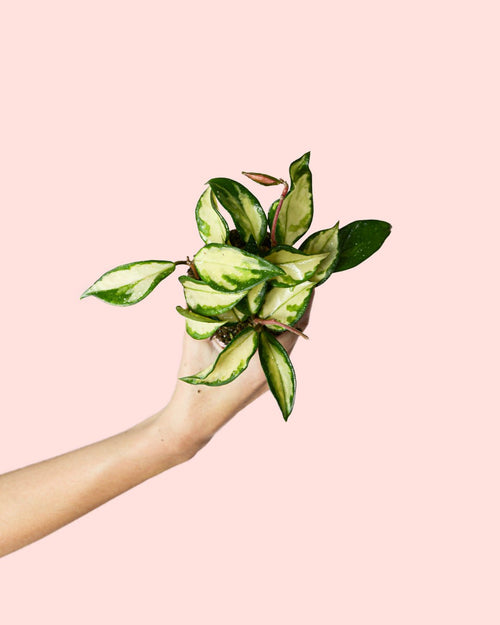 Hoya Carnosa Tricolor Mini - Pur Plant