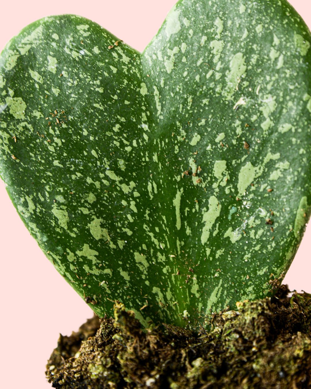 Hoya Kerrii Splash Mini - Pur Plant