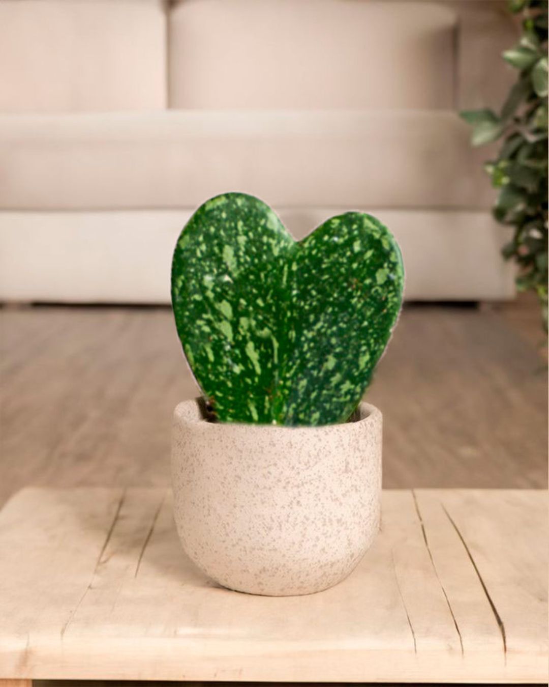 Hoya Kerrii Splash Mini - Pur Plant