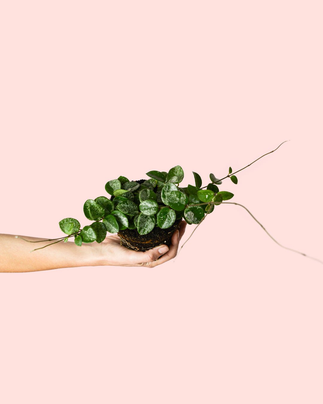 Hoya Mathilde Splash Mini - Pur Plant