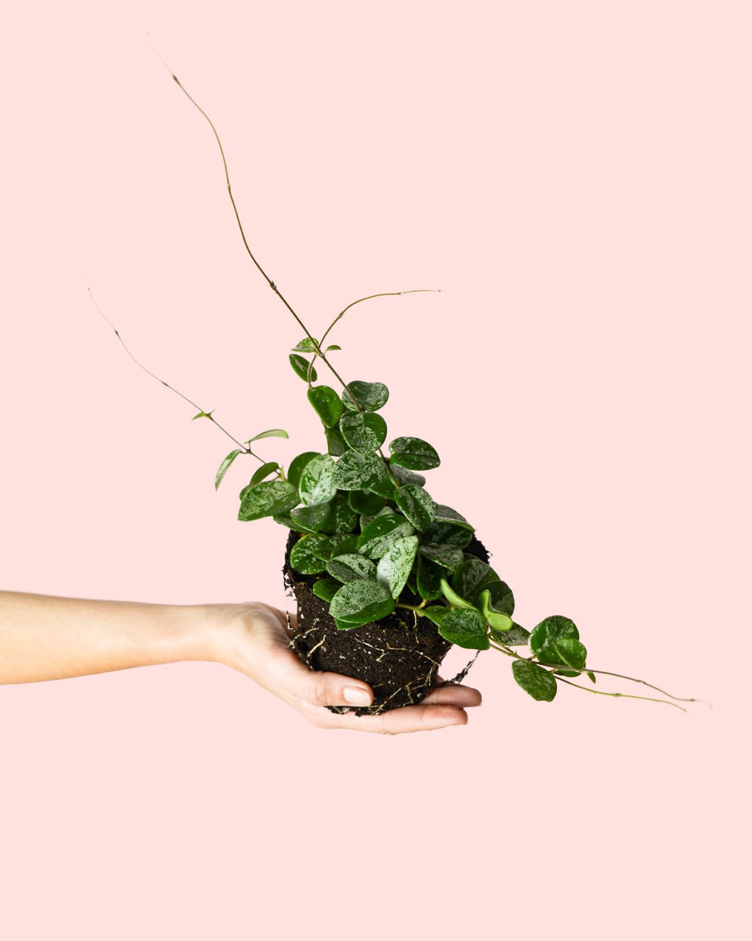 Hoya Mathilde Splash Mini - Pur Plant