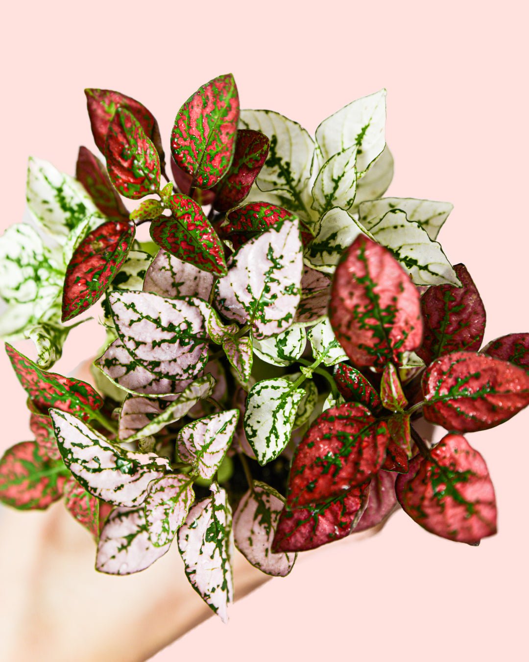 Hypoestes Confetti Mini - Pur Plant