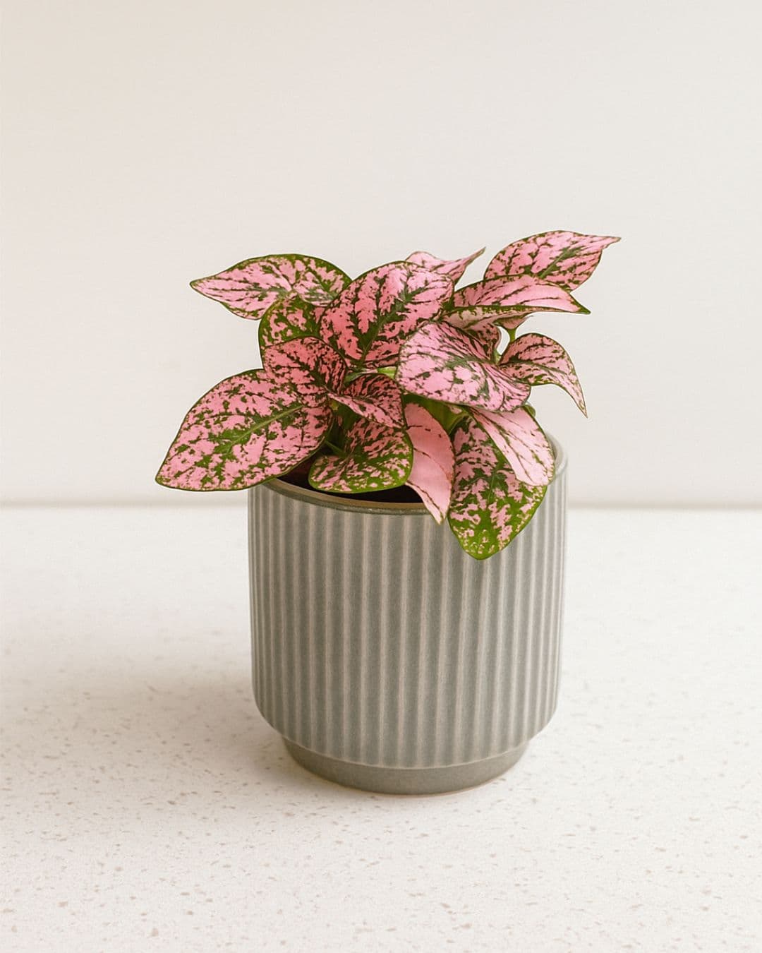 Hypoestes Pink Mini - Pur Plant