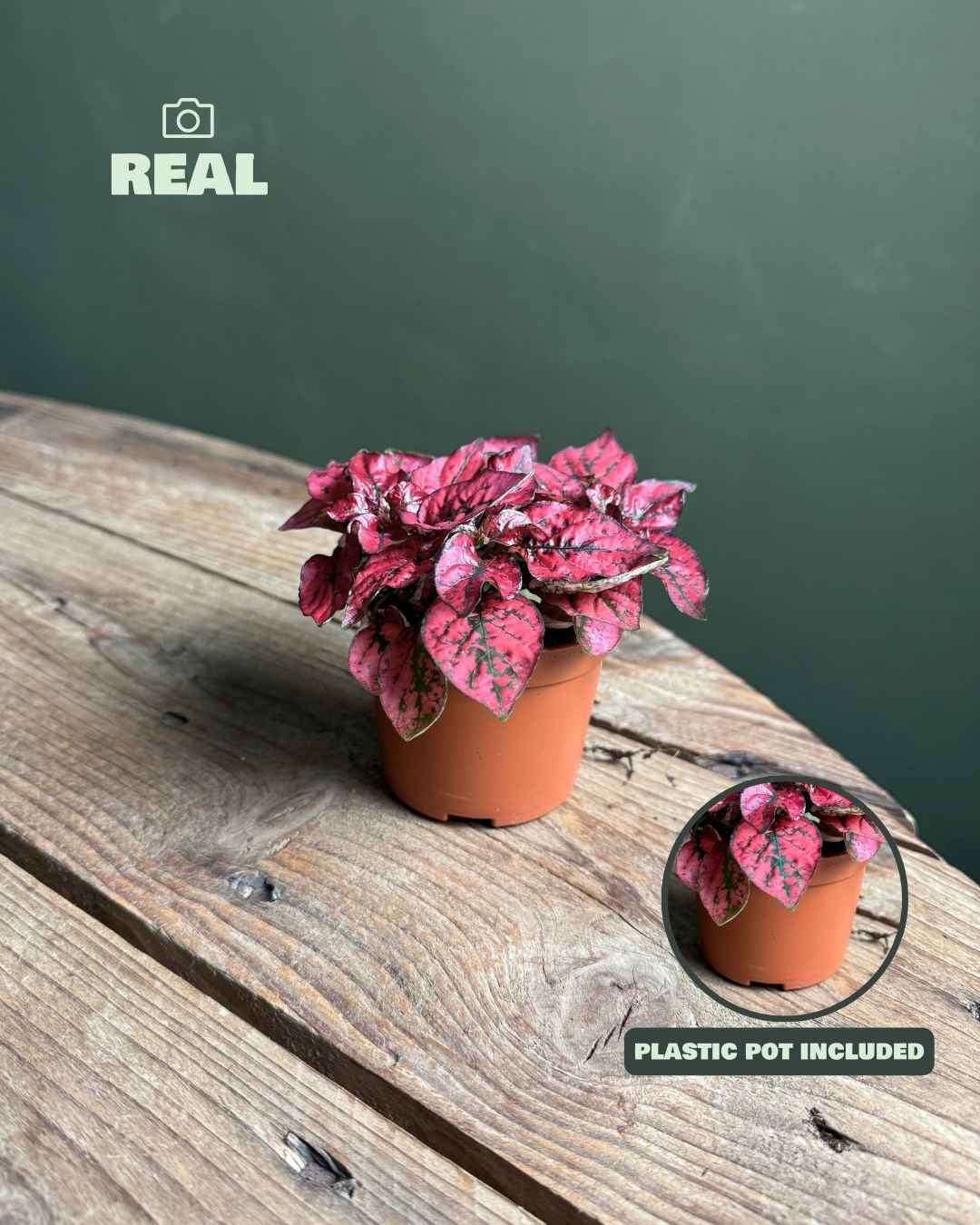 hypoestes red mini real