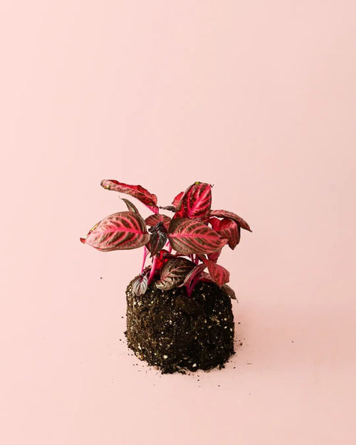 Iresine Bloodleaf M - Pur Plant