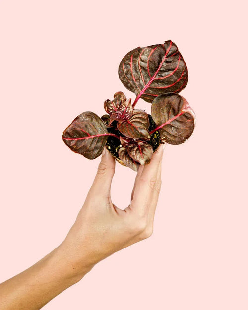 Iresine Bloodleaf Mini - Pur Plant