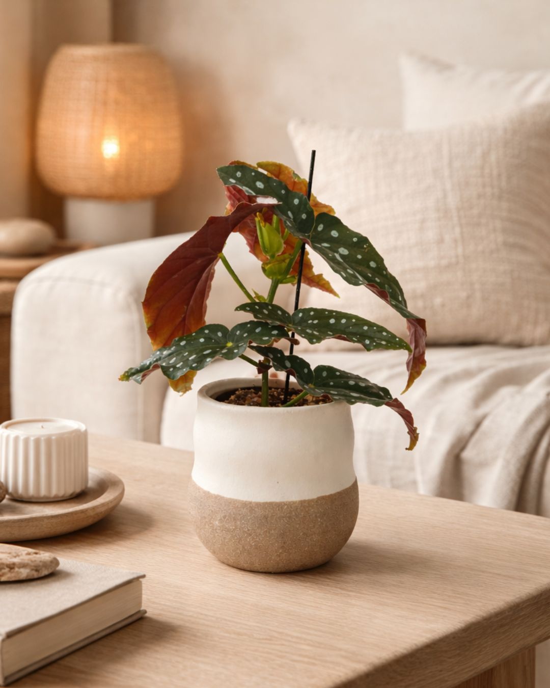 Japandi – Maceta Cerámica M 12 cm - Pur Plant