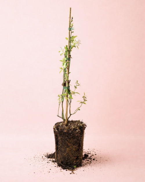 Jasminum Officinale – Jazmín Común Mini - Pur Plant