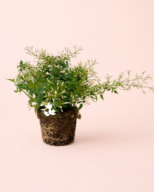 Jasminum Polyanthum – Jazmín Chino M - Pur Plant