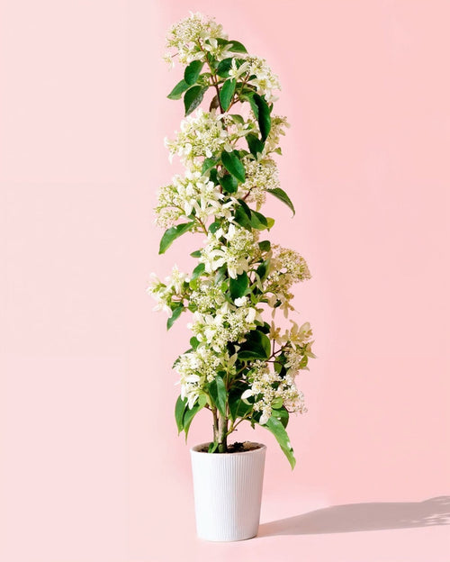 Jazmín de Estrella – Trachelospermum Jasminoides L - Pur Plant