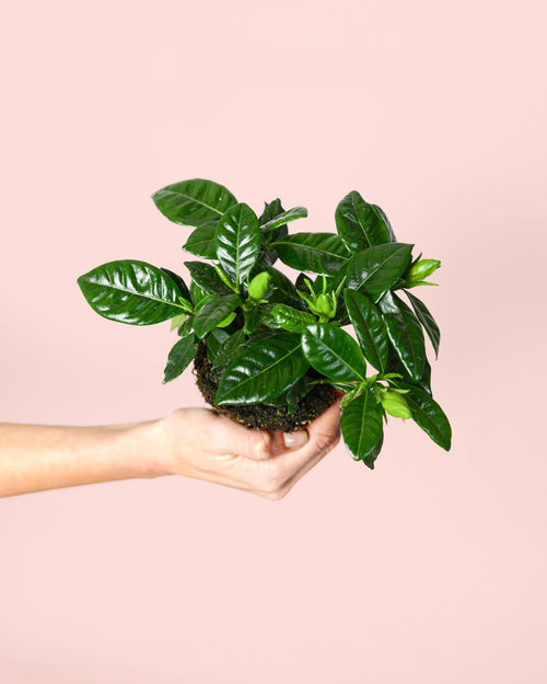 Jazminero Blanco Mini - Pur Plant