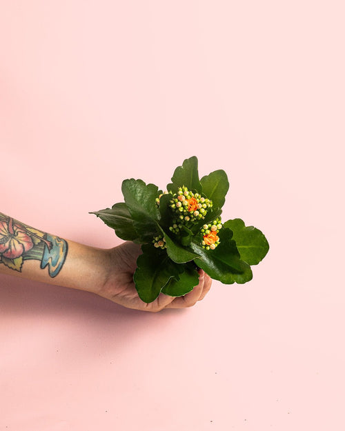 Kalanchoe Calendiva Naranja Mini - Pur Plant