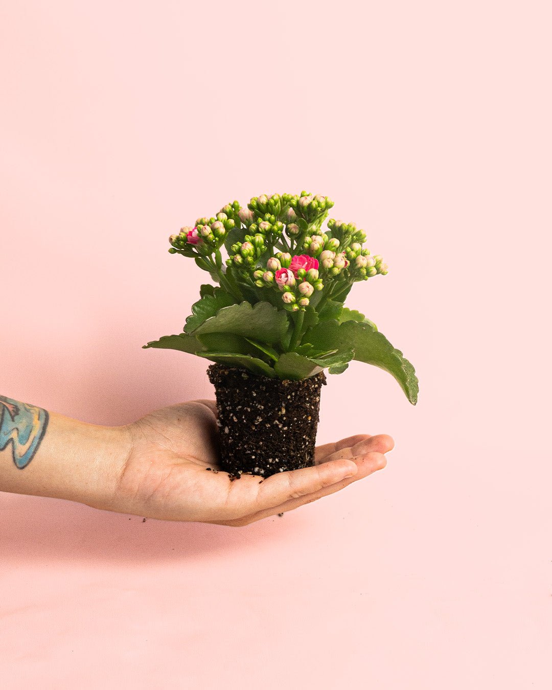Kalanchoe Calendiva Rosa Mini - Pur Plant
