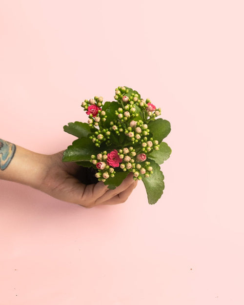 Kalanchoe Calendiva Rosa Mini - Pur Plant