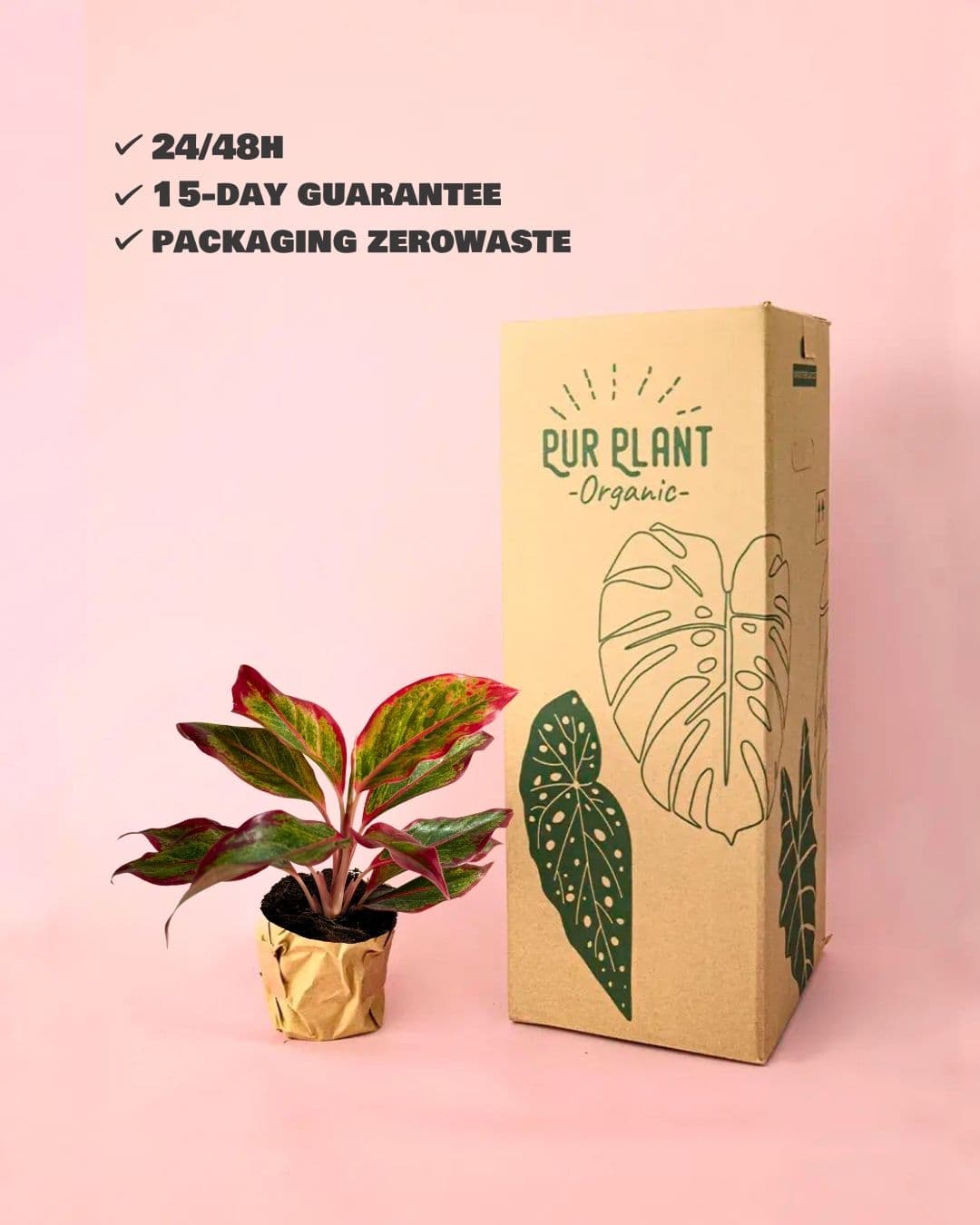 kalanchoe-red-fire-packaging