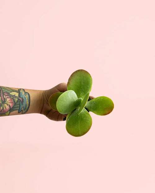 Kalanchoe Thyrsiflora Mini - Pur Plant