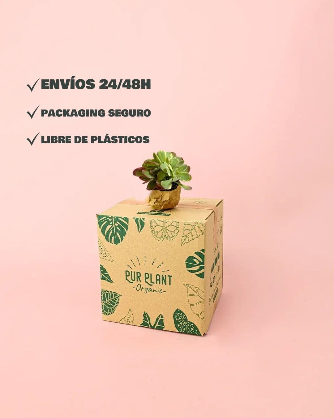 Kalanchoe Thyrsiflora Variegada Mini - Pur Plant