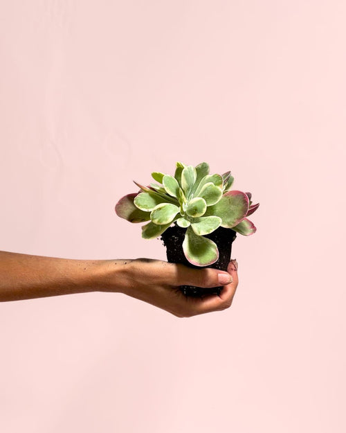 Kalanchoe Thyrsiflora Variegada Mini - Pur Plant