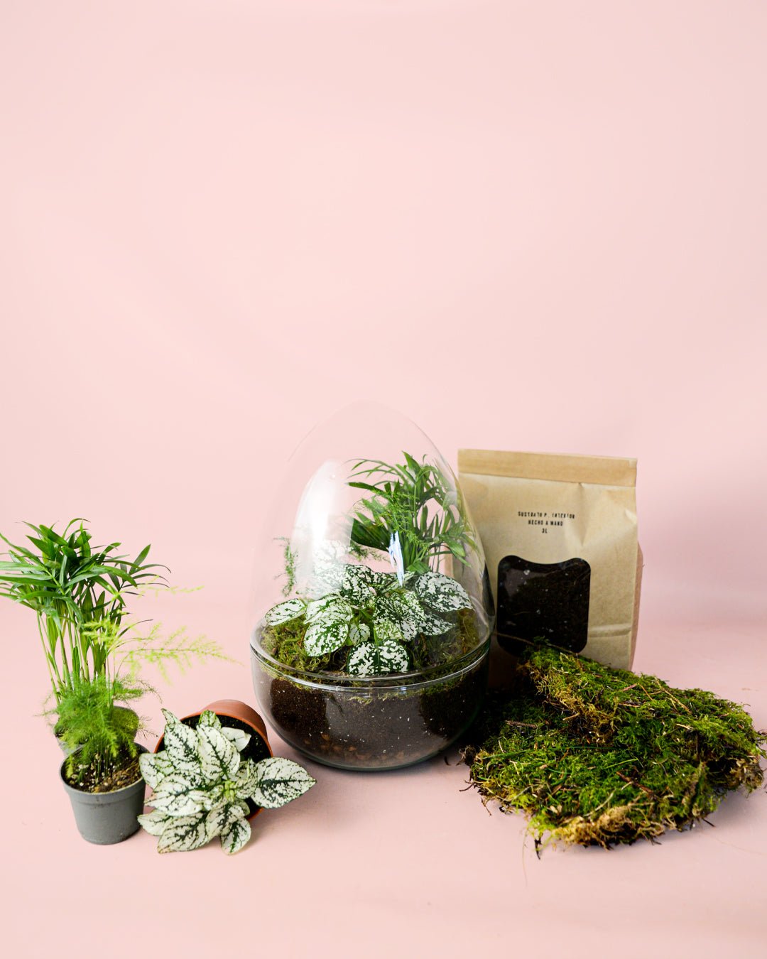 Kit Terrario Genesis – OVO DIY L - Pur Plant