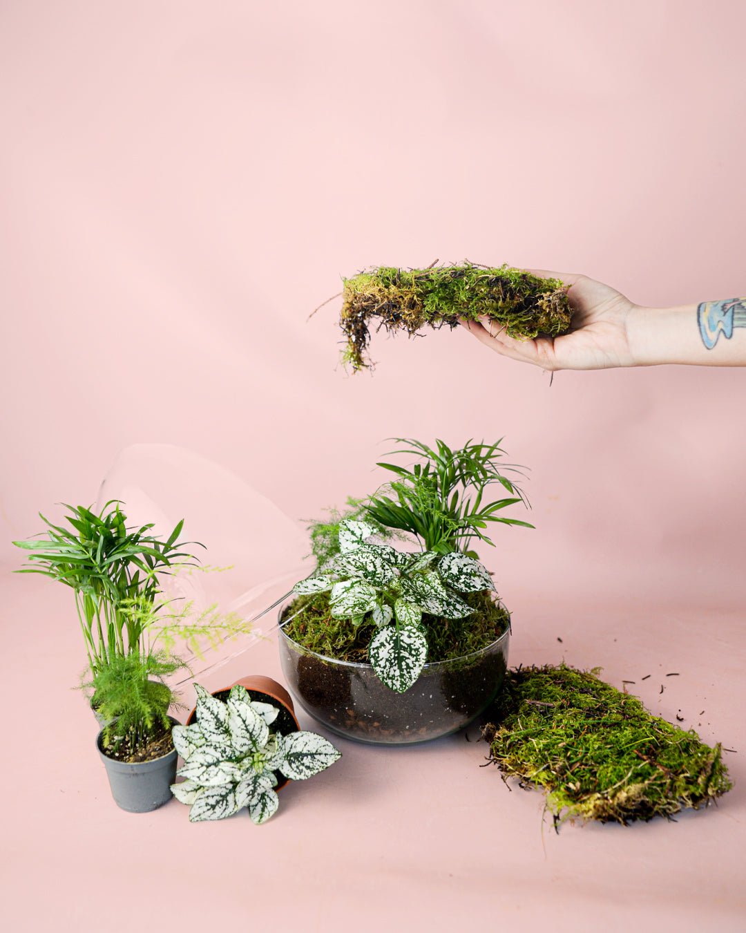 Kit Terrario Genesis – OVO DIY L - Pur Plant
