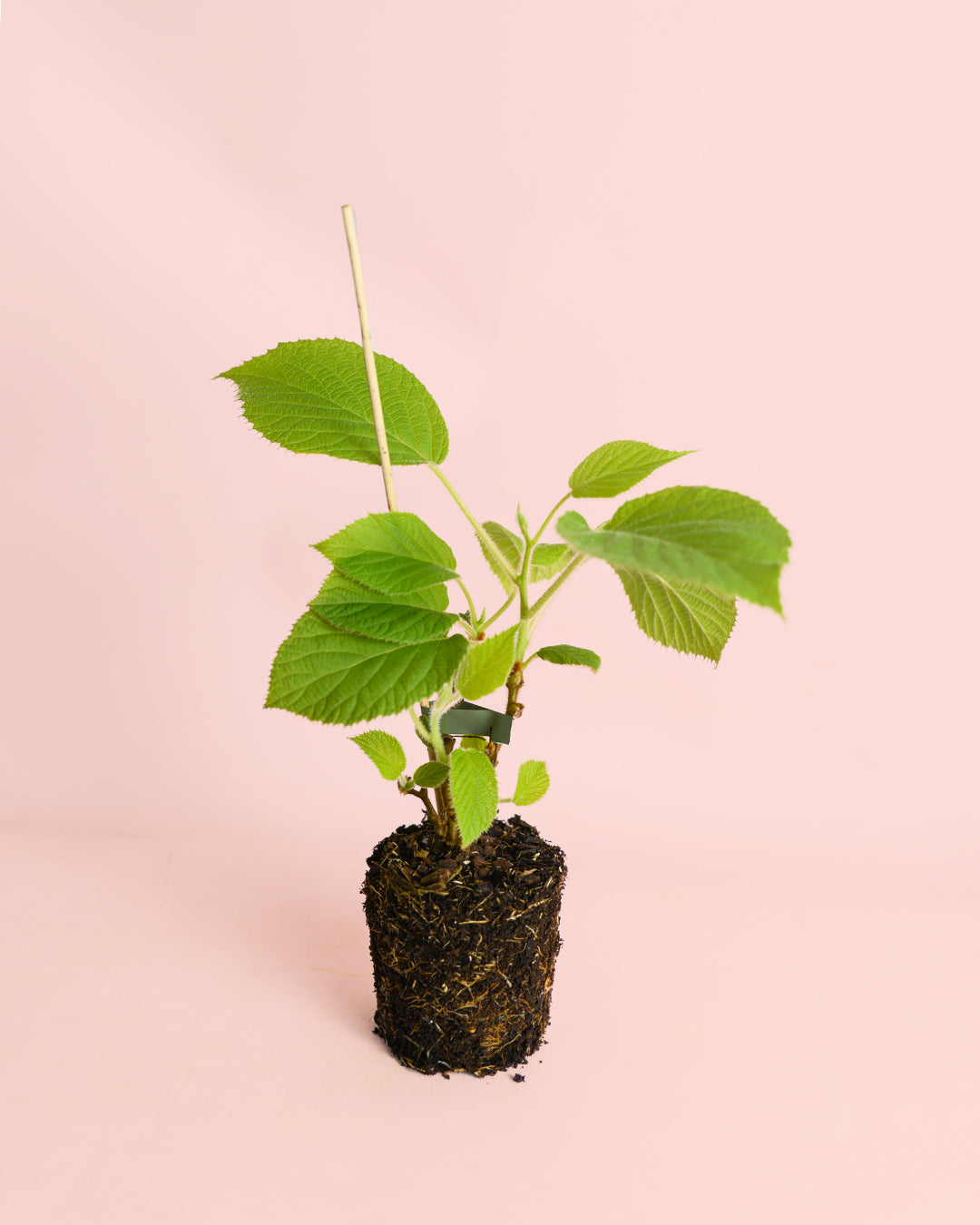 kiwi Actinidia Deliciosa Jenny