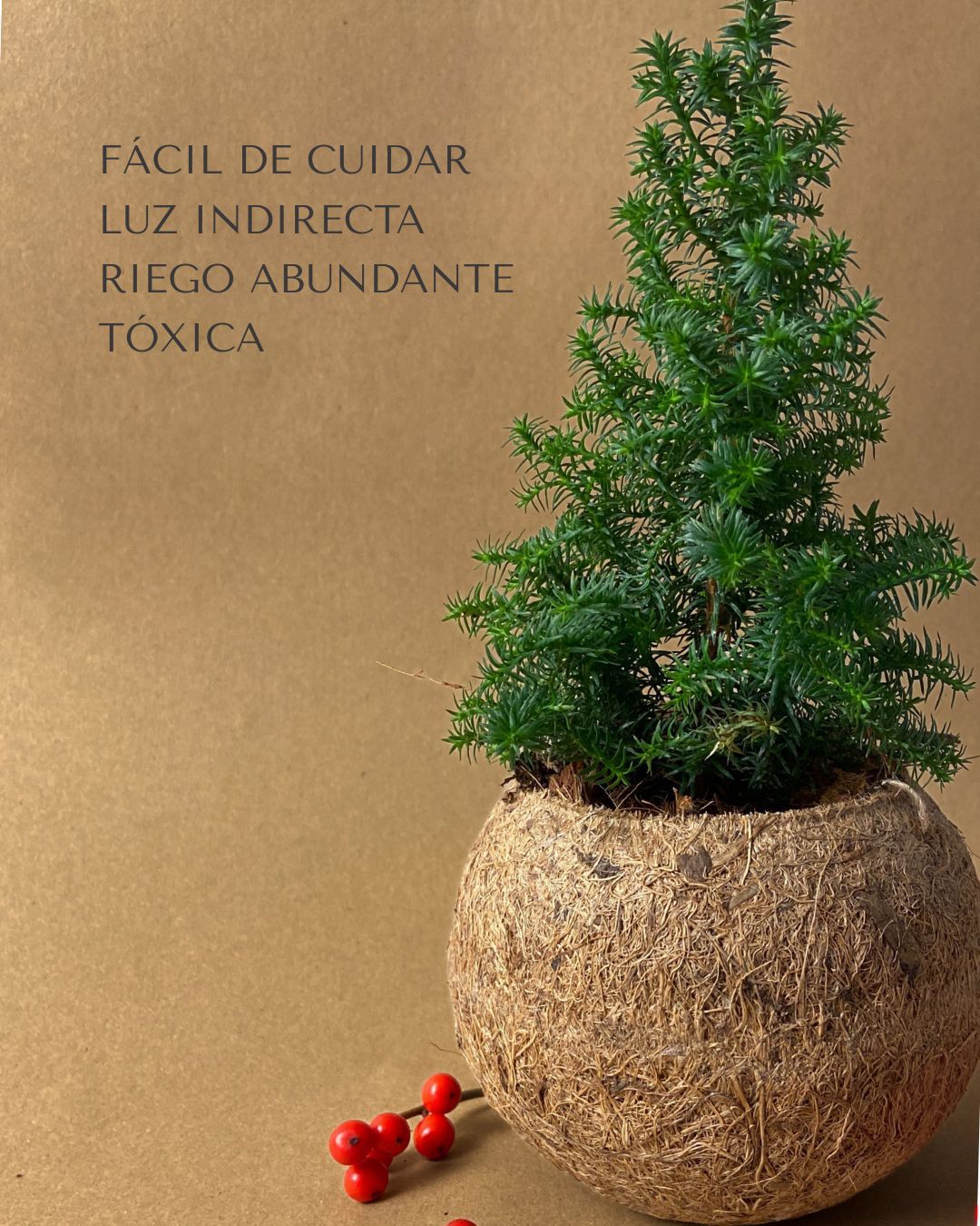 Kokodama Abeto Natural Mini - Pur Plant