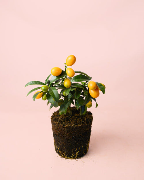 Kumquat Mini - Pur Plant