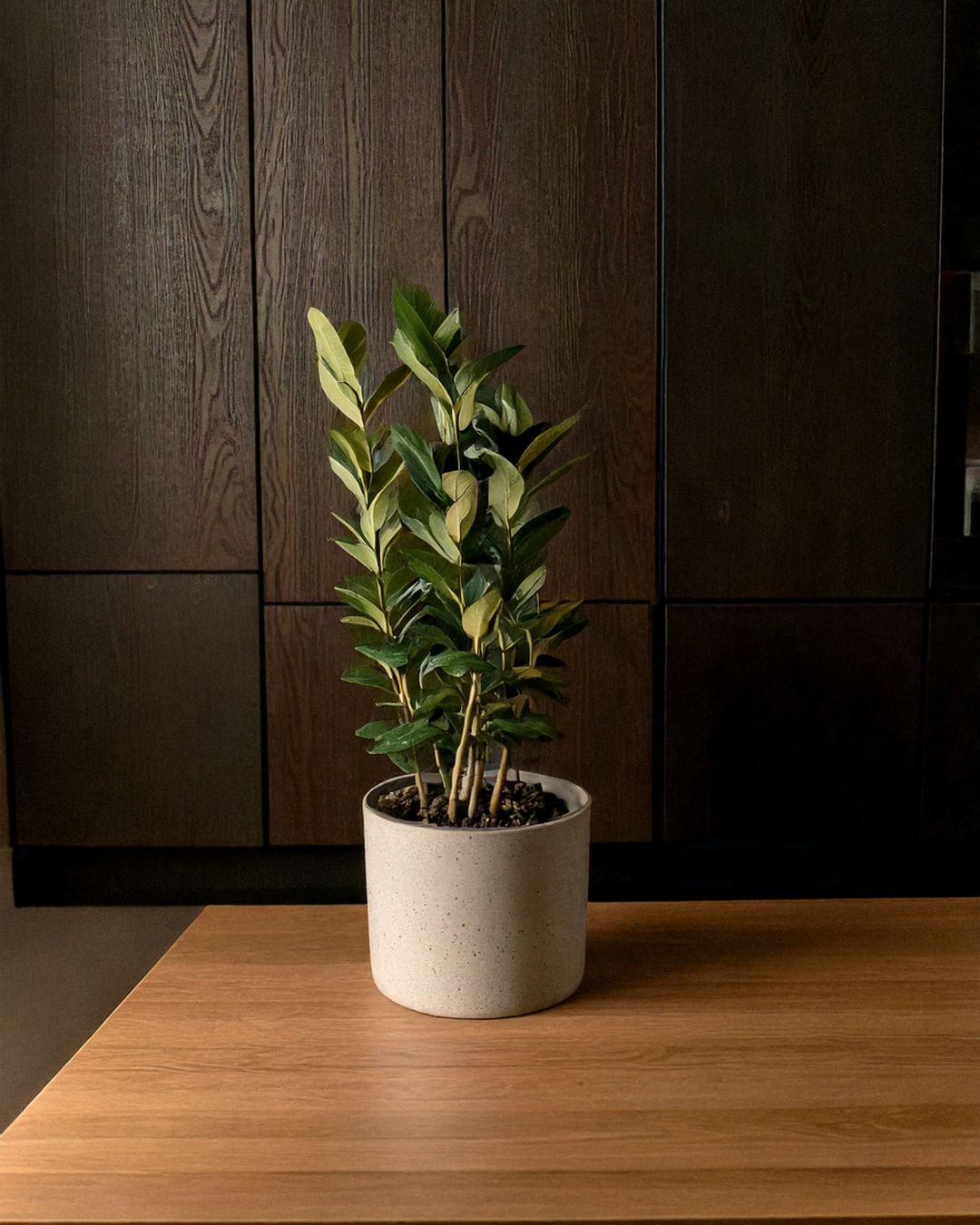 laurel planta contexto