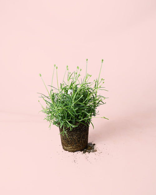 Lavanda Blanca M - Pur Plant