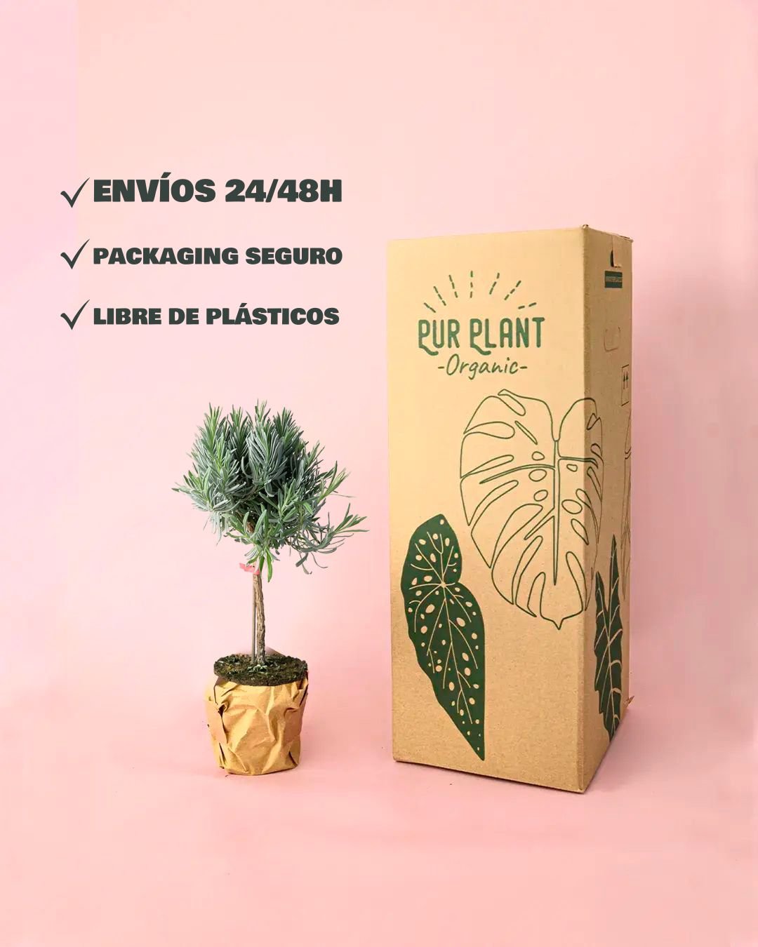 Lavanda Morada Arbusto - Pur Plant