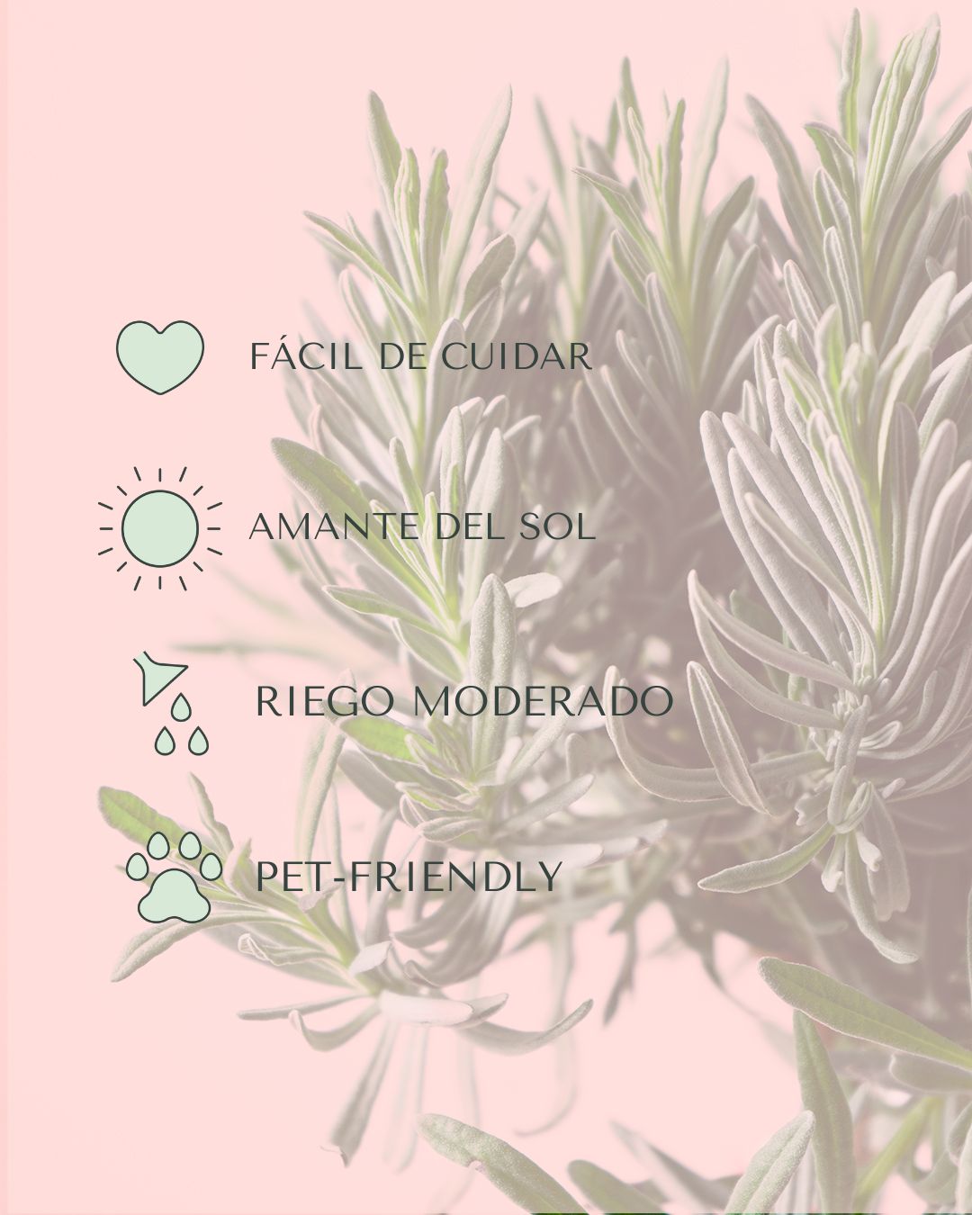 Lavanda Morada Arbusto - Pur Plant