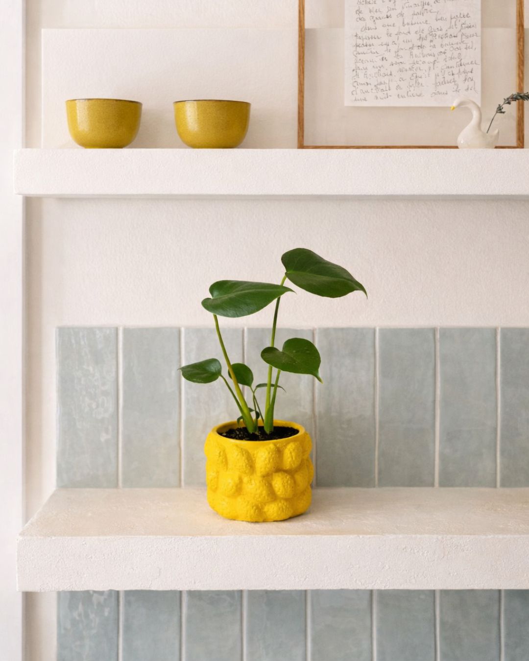 lemon mini maceta contexto cocina