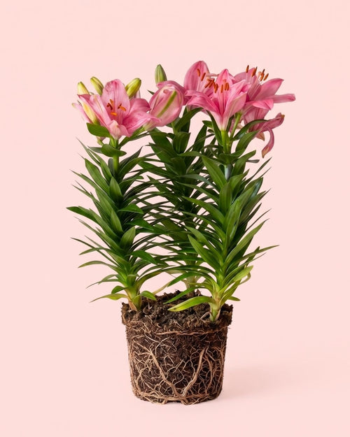 Lirio Asiático Dark Pink Rozalynn M - Pur Plant
