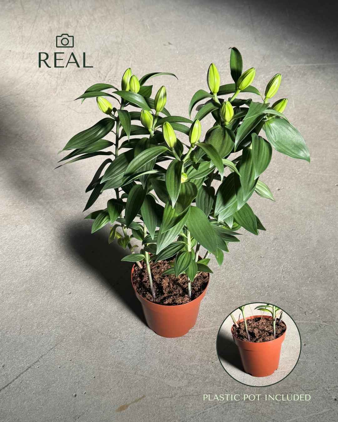 Lirio Oriental Blanco Helvetia L Planta Natural