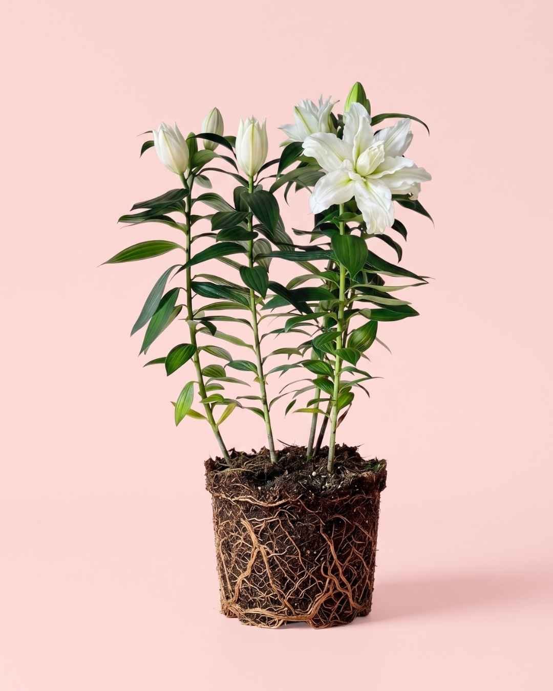 Lirio Oriental Blanco Helvetia L - Pur Plant