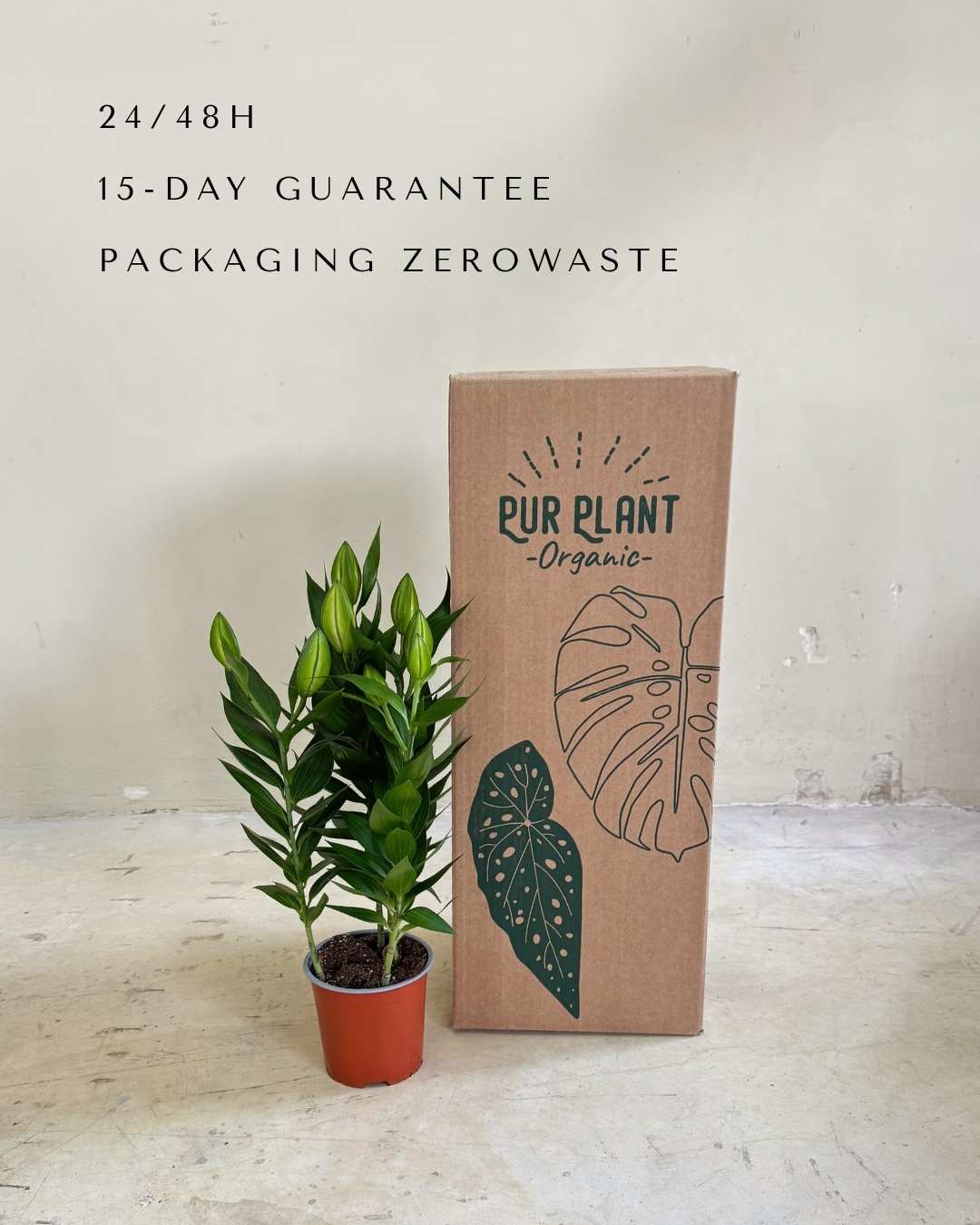 Lirio Oriental Mix M - Pur Plant