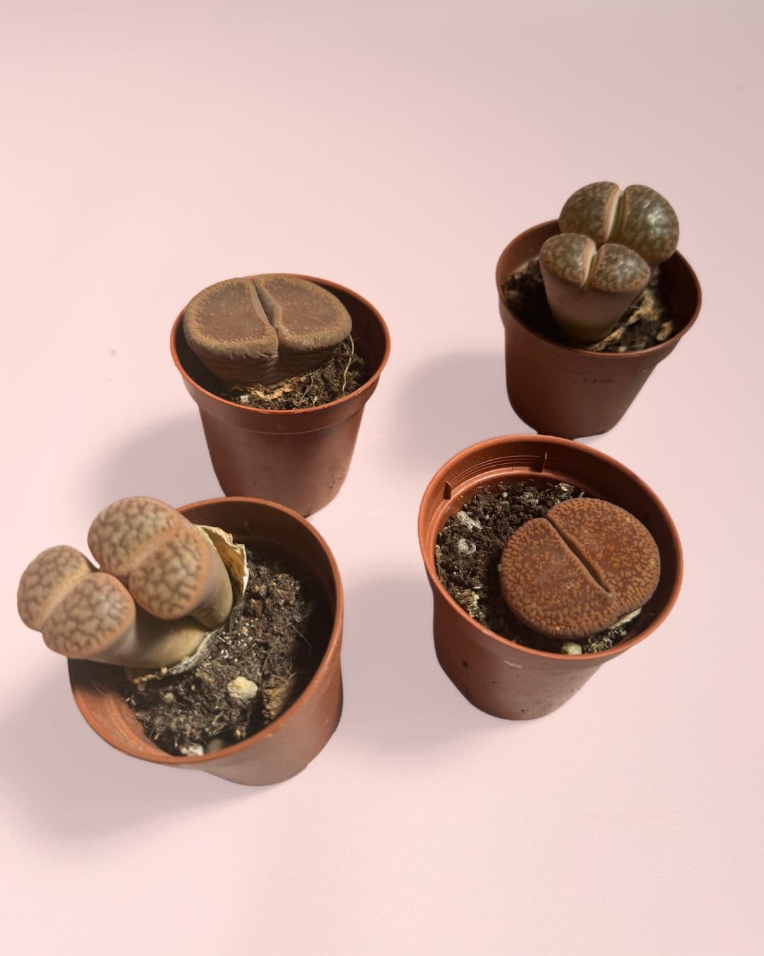 Lithops Rubra – Piedra Viva - Pur Plant