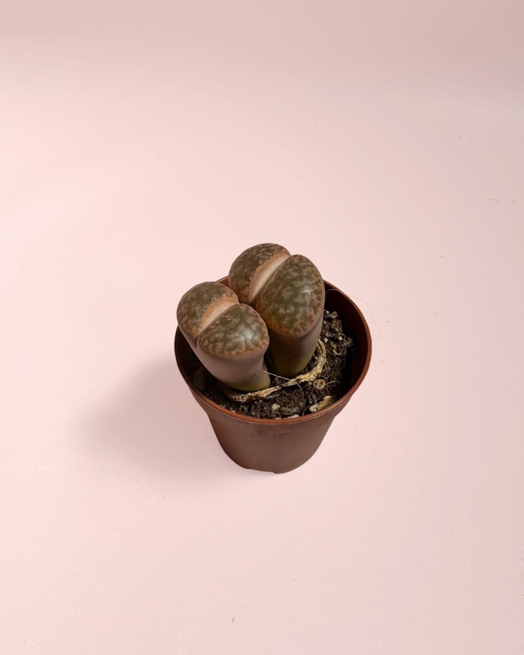 Lithops Rubra – Piedra Viva - Pur Plant