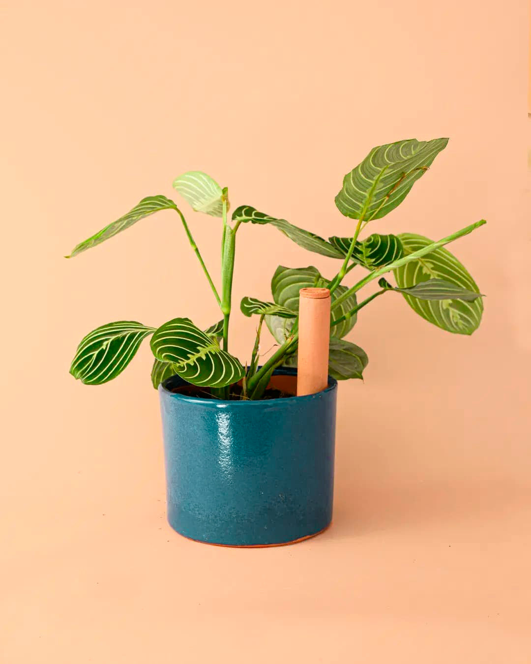 maceta-autorriego-aguamarina-planta