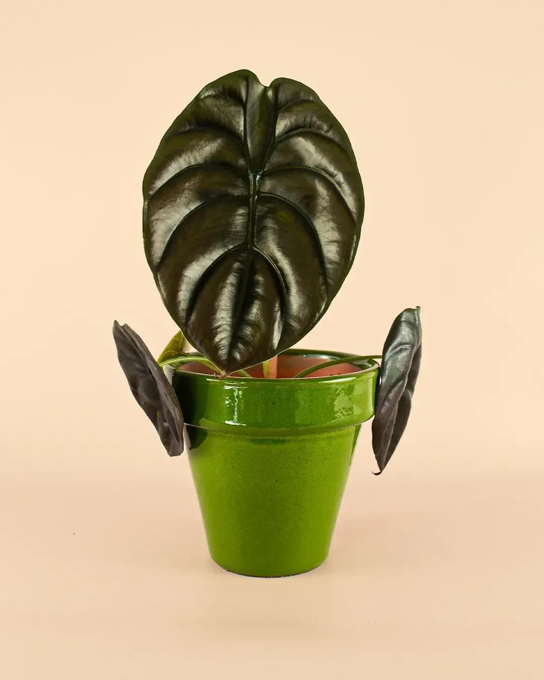 Maceta Clasic Verde – 15 cm - Pur Plant