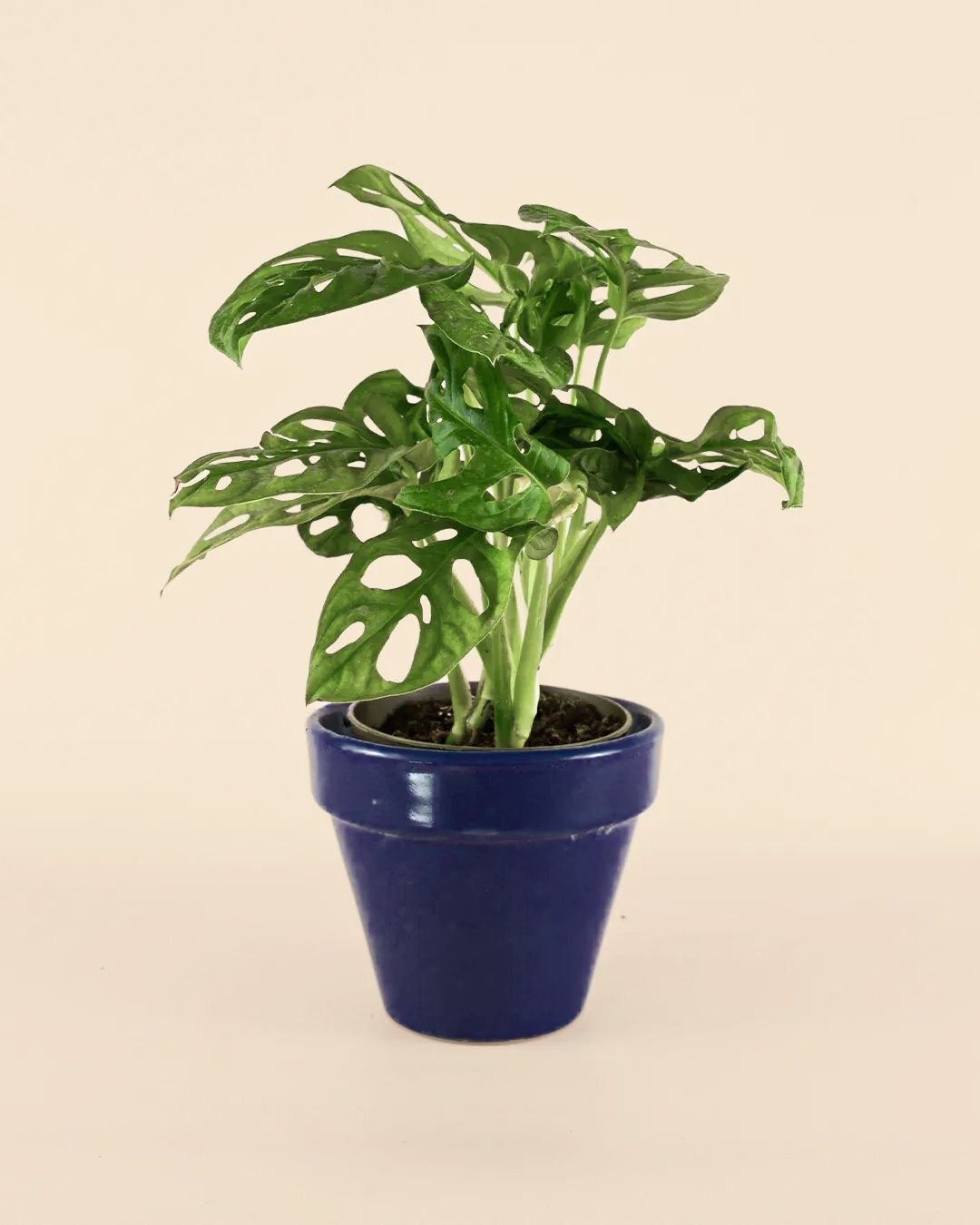 maceta classic azul marino oscuro planta