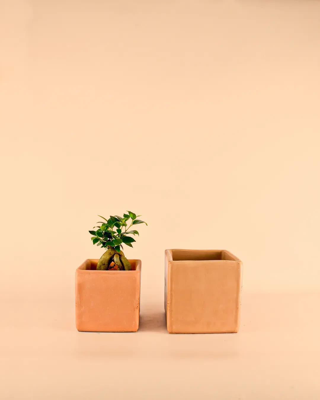 Maceta Cuadrada Terracota – 12cm - Pur Plant
