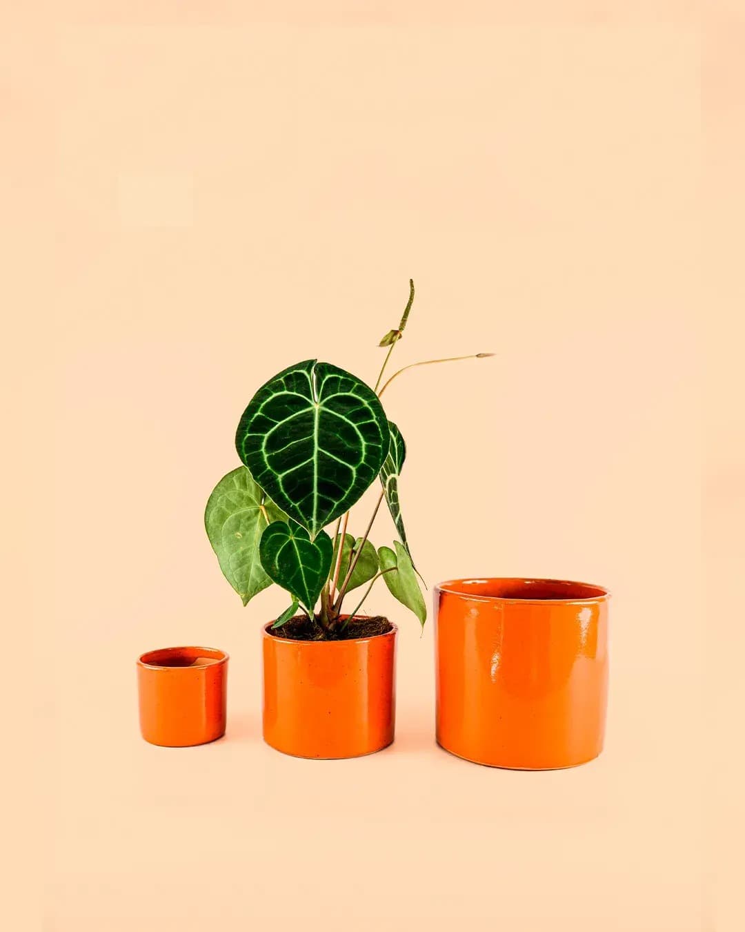 Maceta Naranja M – 15 cm - Pur Plant